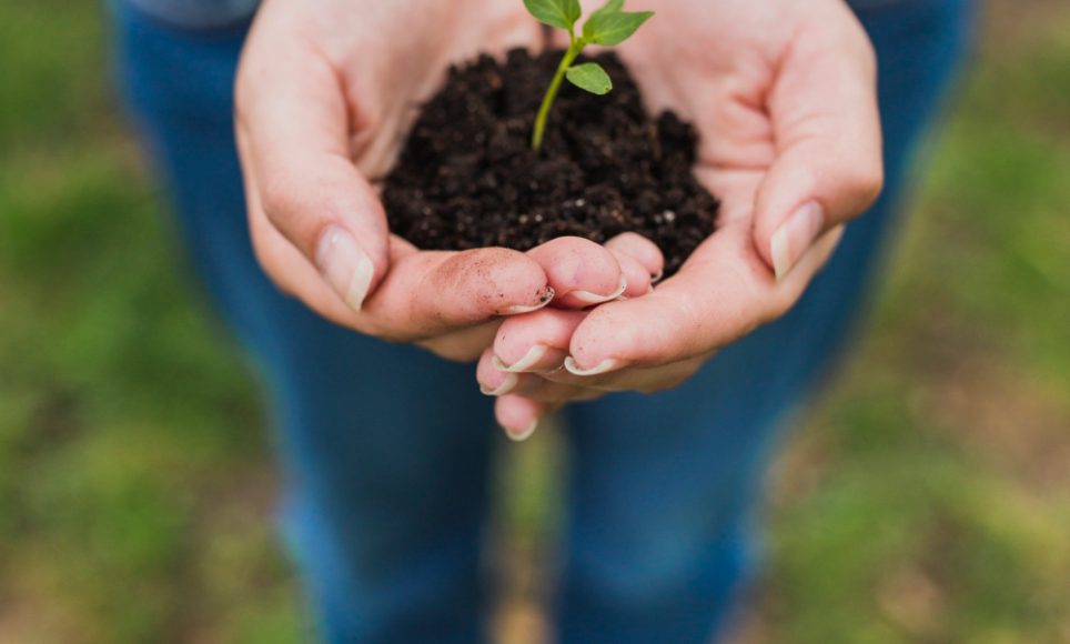 manos-sujetando-planta-pequena